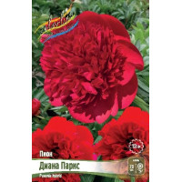 Корень Пиона Диана Паркс