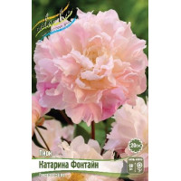 Корень Пиона Катарина Фонтайн