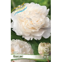 Корень Пиона Классакт