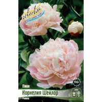 Корень Пиона Корнелия Шейлор
