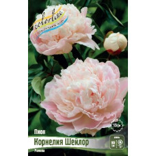Корень Пиона Корнелия Шейлор