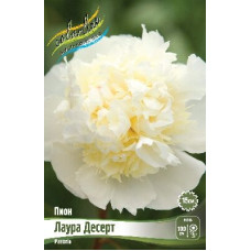 Корень Пиона Лаура Дессерт