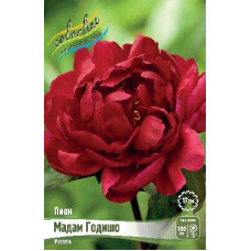 Корень Пиона Мадам Годишо