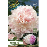 Корень Пиона Мистер Эдд