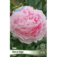 Корень Пиона Нэнси Нора