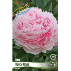 Корень Пиона Нэнси Нора
