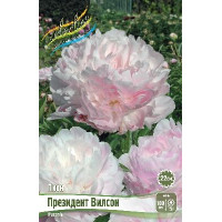 Корень Пиона Президент Вилсон