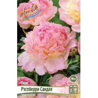 Корень Пиона Рэспбэрри Сандаэ