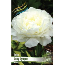 Корень Пиона Сноу Суприм