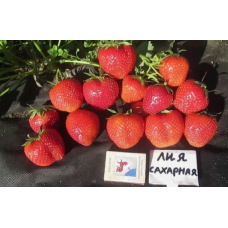 Саженец клубники фриго Лия Сахарная