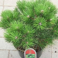 Саженец сосны черной Нигра