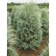 Саженец можжевельника скального Патфайндер
