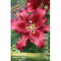 Луковицы Лилии ОТ гибрид Борелло