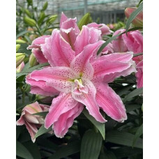 Луковица Лилии восточной махровой Розелили Азра