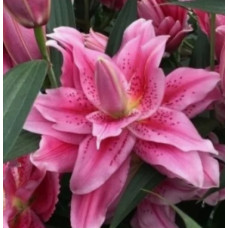 Луковица Лилии восточной махровой Розелили Талиса