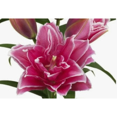 Луковица Лилии восточной махровой Розелили Матильда