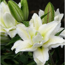 Луковица Лилии восточной махровой Розелили Рамона