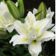 Купить Луковица Лилии восточной махровой Розелили Рамона