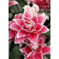 Луковица Лилии восточной махровой Розелили Саманта