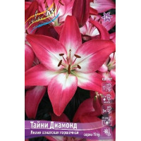 Луковица Лилии азиатской горшечной Тайни Диамонд