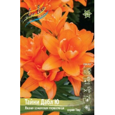 Луковица Лилии азиатской горшечной Тайни Дабл Ю