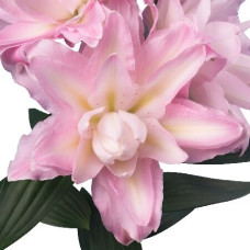 Луковица Лилии восточной горшечной Санни Дабл Дьюти