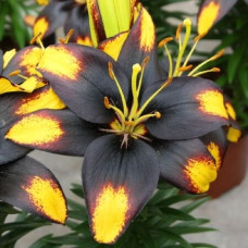 Луковица Лилии азиатской горшечной Тайни Массив