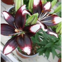 Луковица Лилии азиатской горшечной Тайни Хало