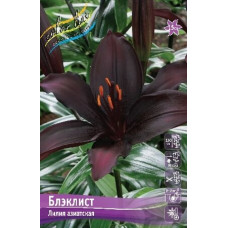 Луковица Лилии азиатской Блэклист