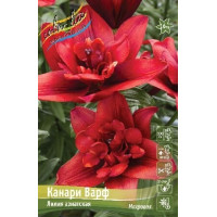 Луковица Лилии азиатской Канари Варф