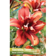 Луковица Лилии азиатской Коктель Твинс