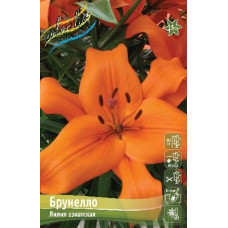 Луковица Лилии азиатской Брунелло