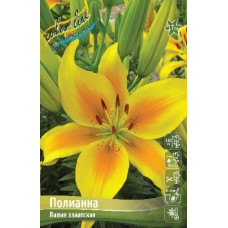 Луковица Лилии азиатской Полианна