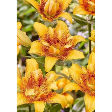 Луковица Лилии азиатской Дабл Наггет