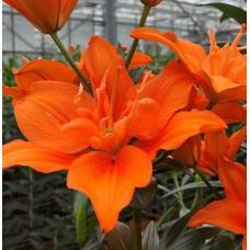 Луковица Лилии азиатской Алани