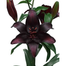 Луковица Лилии азиатской Блэк Стоун
