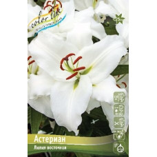 Луковица Лилии восточной Астериан
