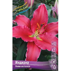 Луковица Лилии восточной Индиана