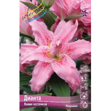 Луковица Лилии восточной Дианта