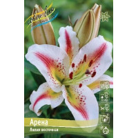 Луковица Лилии восточной Арена