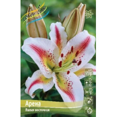 Луковица Лилии восточной Арена