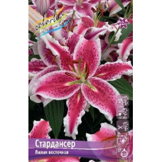 Луковица Лилии восточной Стардансер