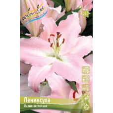 Луковица Лилии восточной Пенинсула