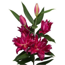 Луковица Лилии восточной Амарна