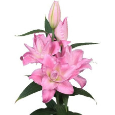 Луковица Лилии восточной Бадесса