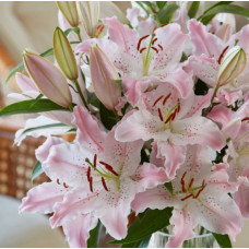 Луковица Лилии восточной Виртуозо