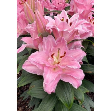 Луковица Лилии восточной Конамара