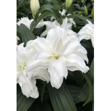 Луковица Лилии восточной Кроссроуд