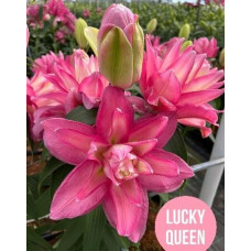 Луковица Лилии восточной Лакки Куин