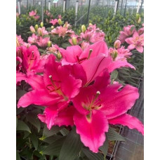 Луковица Лилии восточной Либер Россо